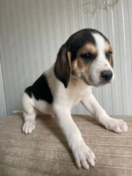 IL PICCOLO ORIONE ASPETTA TE | Foto 4