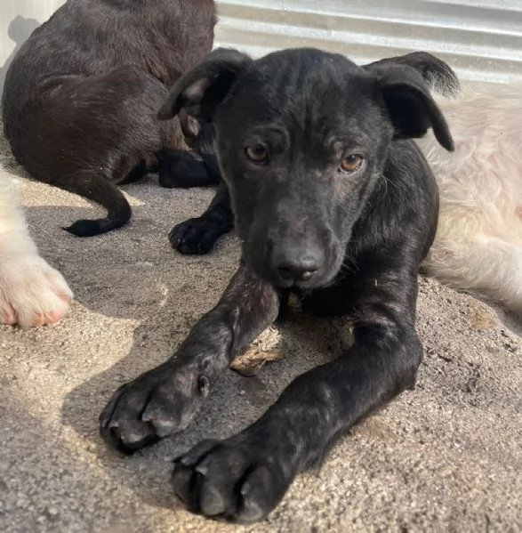 IL PICCOLO THEODORE ASPETTA TE | Foto 3