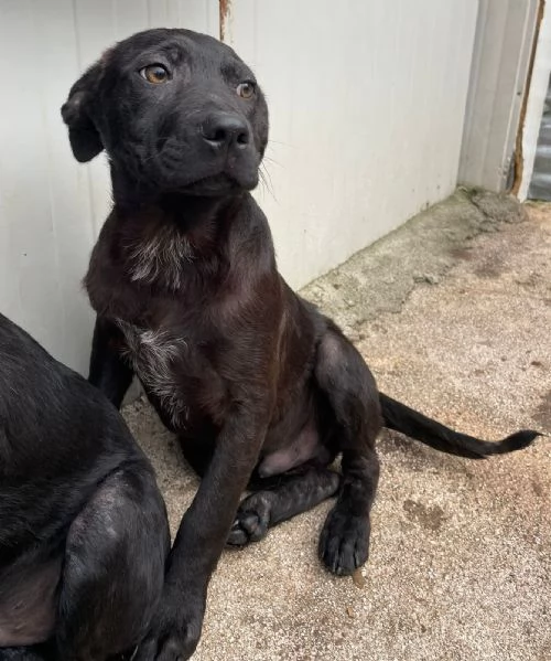 IL PICCOLO SIMON ASPETTA TE | Foto 3