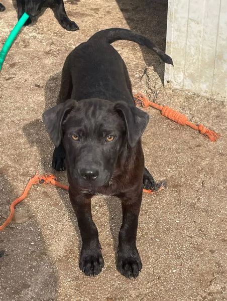 IL PICCOLO SIMON ASPETTA TE | Foto 1