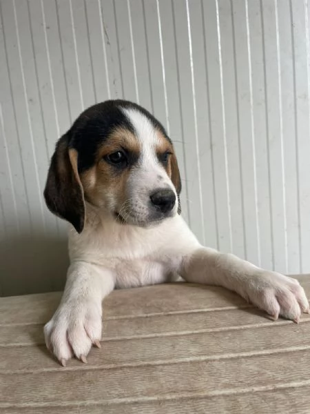 IL PICCOLO ORIONE ASPETTA TE | Foto 3