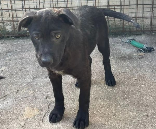 IL PICCOLO SIMON ASPETTA TE | Foto 0