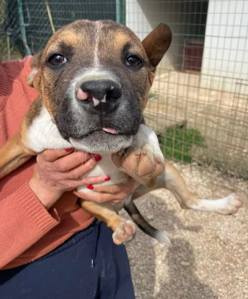 CHOCO DOLCISSIMO PITBULL ASPETTA TE | Foto 5