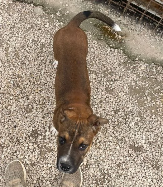 CHOCO DOLCISSIMO PITBULL ASPETTA TE | Foto 2