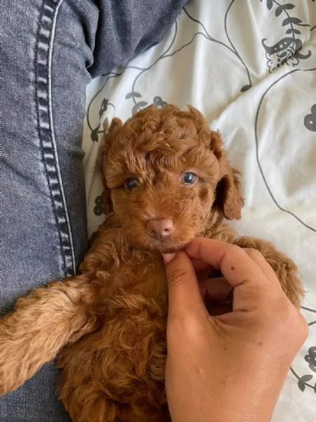 barboncino  | Foto 0