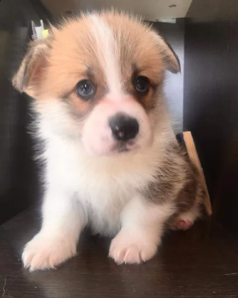 corgi 