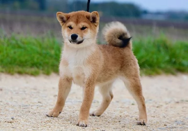shiba inu 