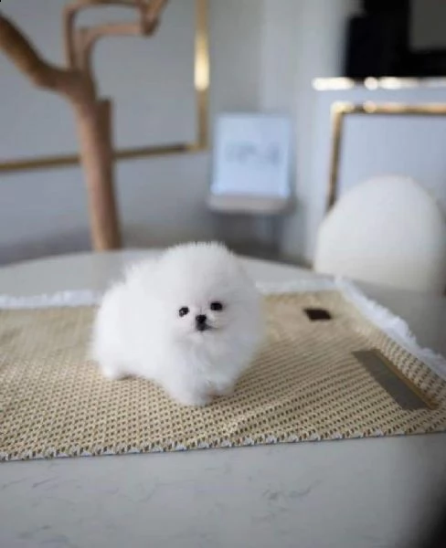 volpino pomeranian  | Foto 0