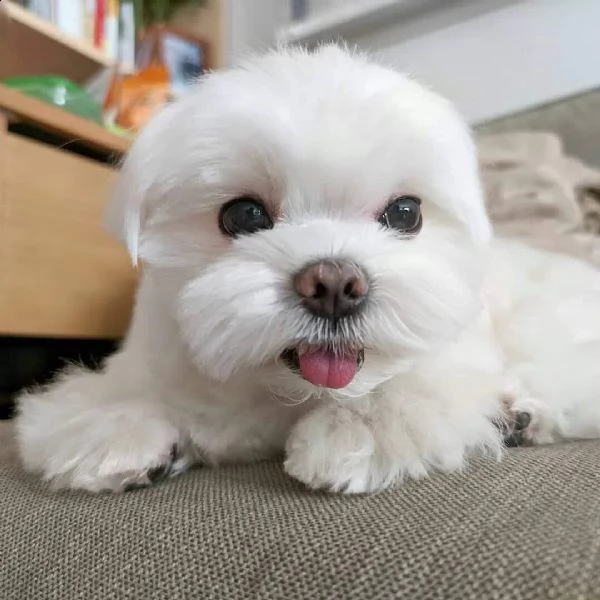 maltese | Foto 0