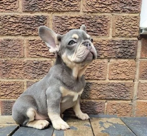 französische bulldoggenwelpen/männchen und hündinnen. | Foto 3