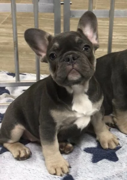 französische bulldoggenwelpen/männchen und hündinnen. | Foto 2