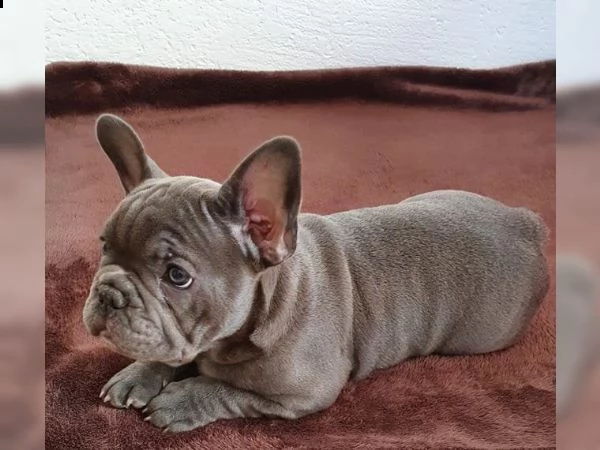 französische bulldoggenwelpen/männchen und hündinnen. | Foto 1