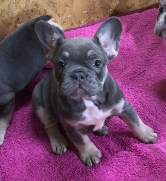 französische bulldoggenwelpen/männchen und hündinnen. | Foto 0