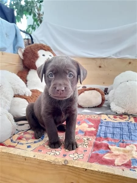 bellissimi cuccioli di labrador retriever | Foto 0