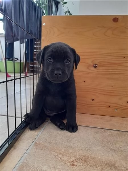 bellissimi cuccioli di labrador retriever