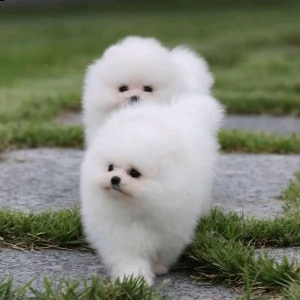bellissimi cuccioli di pomerania. | Foto 1