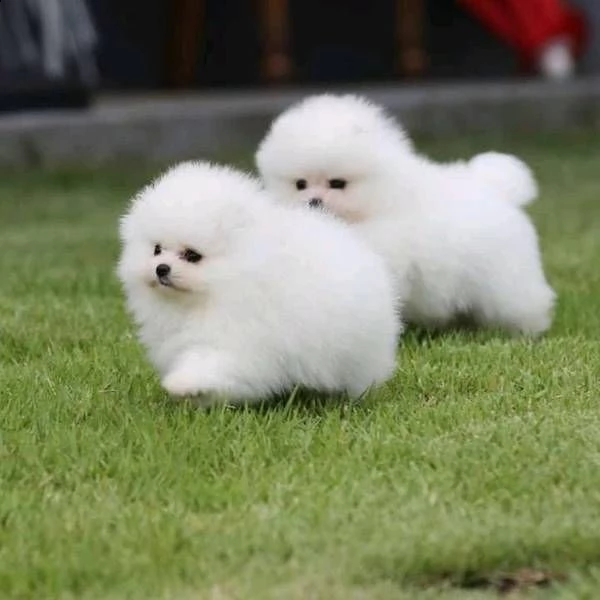 bellissimi cuccioli di pomerania.