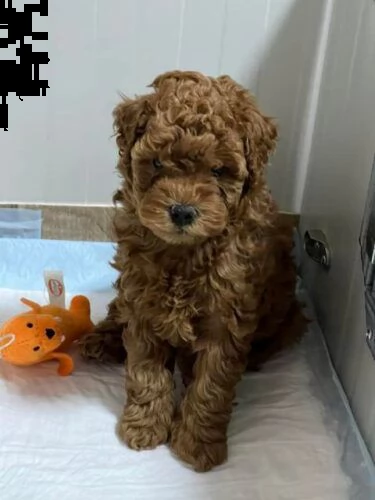 cuccioli di barboncino di razza | Foto 3