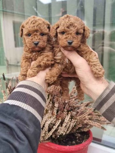 cuccioli di barboncino di razza | Foto 2