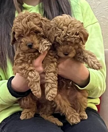 cuccioli di barboncino di razza