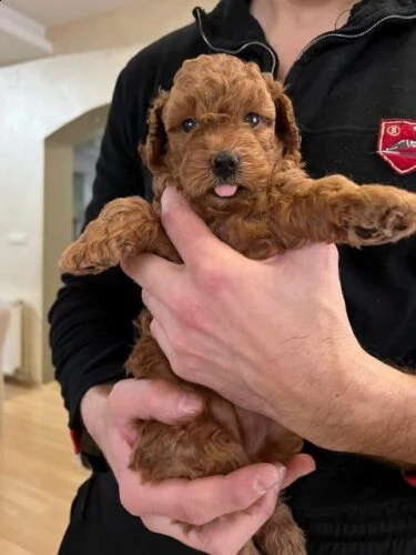 cuccioli di barboncino di razza | Foto 1