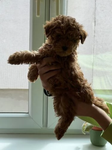 cuccioli di barboncino di razza | Foto 0