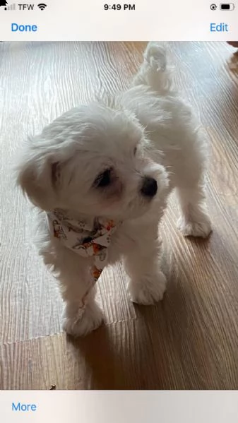cuccioli di maltese toy!! | Foto 0