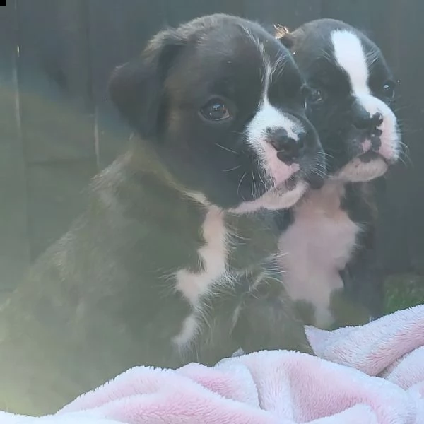 cuccioli di pitbull di qualità | Foto 4