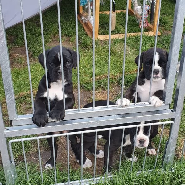 cuccioli di pitbull di qualità | Foto 2