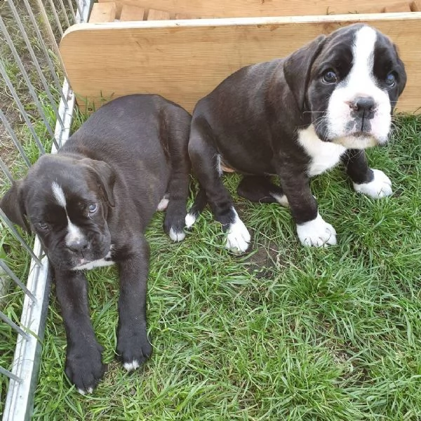 cuccioli di pitbull di qualità | Foto 0