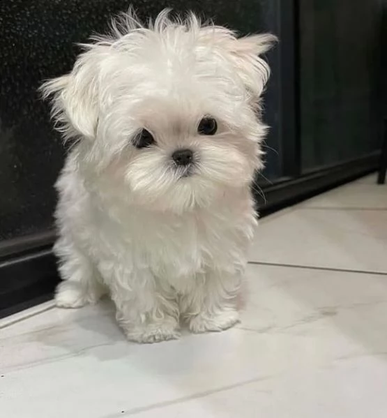 regalo  maltese mini toy// | Foto 0