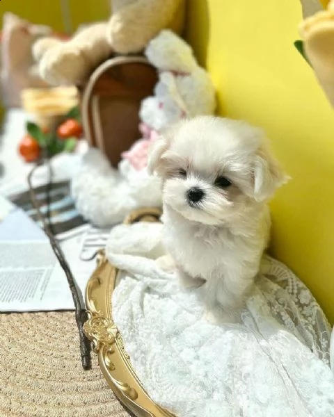 regalo  maltese mini toy