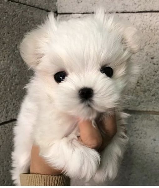 regalo  maltese mini toy$ | Foto 0