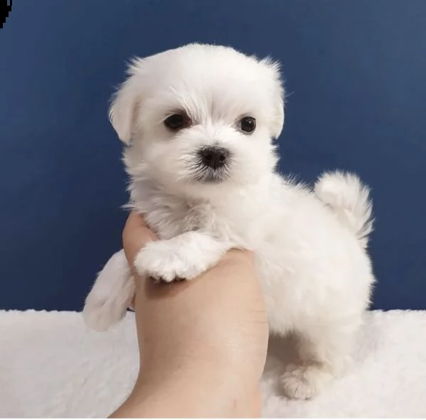 regalo  maltese mini toy