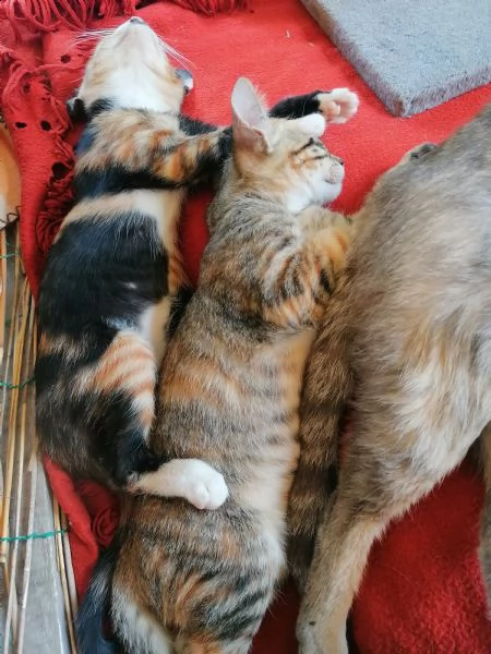 ciao a tutti, ho 4 piccoli gattini di circa 7/8 settimane da regalare in buona mani!  | Foto 5