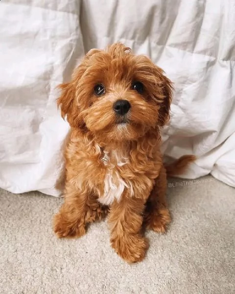 cuccioli di barboncino  | Foto 1