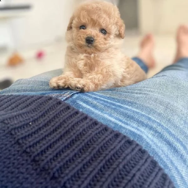 cuccioli di barboncino  | Foto 0