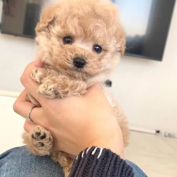 cuccioli di barboncino 