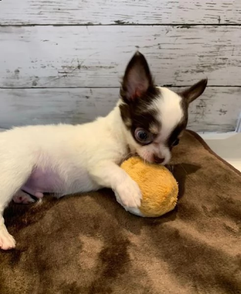 cuccioli di chihuahua  | Foto 1