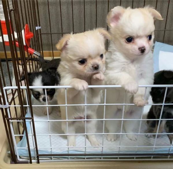 cuccioli di chihuahua  | Foto 0