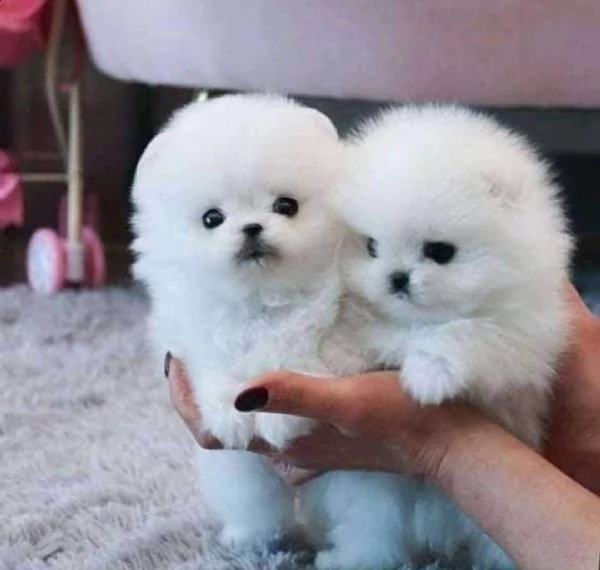 regalo  volpino pomerania mini toy  | Foto 0