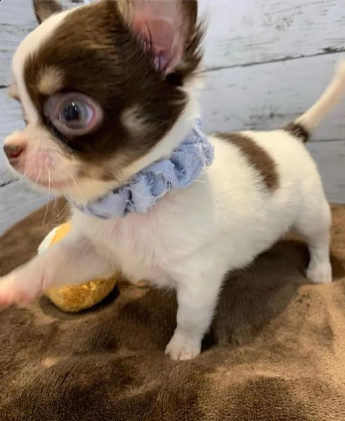 cuccioli di chihuahua  | Foto 1