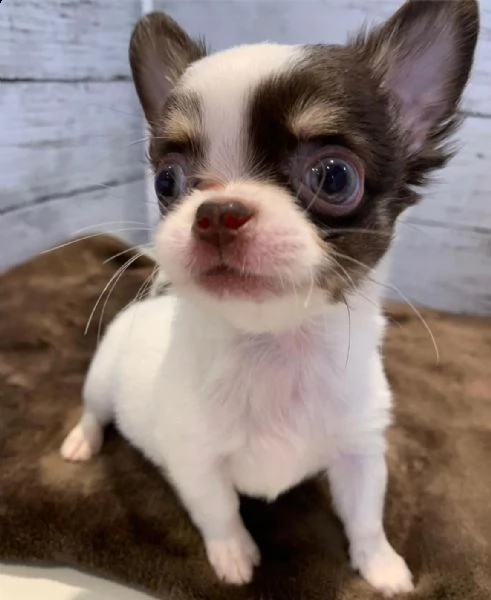 cuccioli di chihuahua 