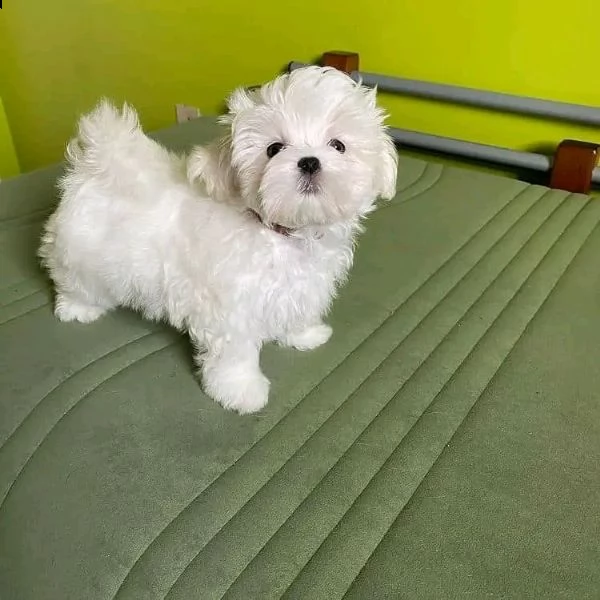 cuccioli maltesi  | Foto 1