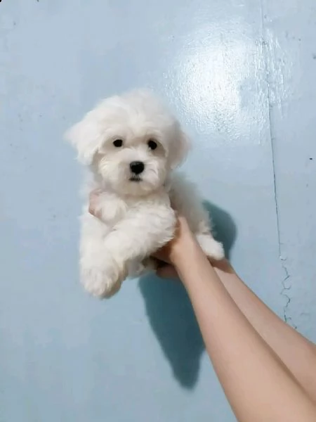 cuccioli maltesi 