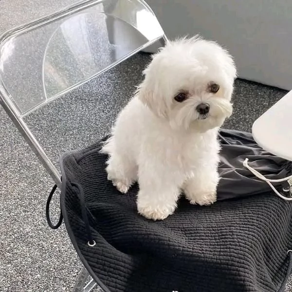 cuccioli maltesi  | Foto 0