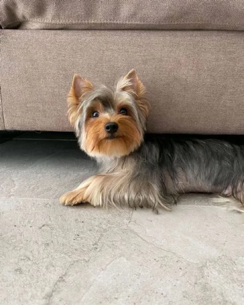 cuccioli di yorkshire | Foto 1