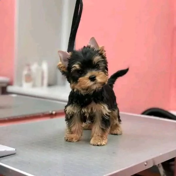 cuccioli di yorkshire | Foto 0