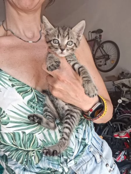 gattini  | Foto 4