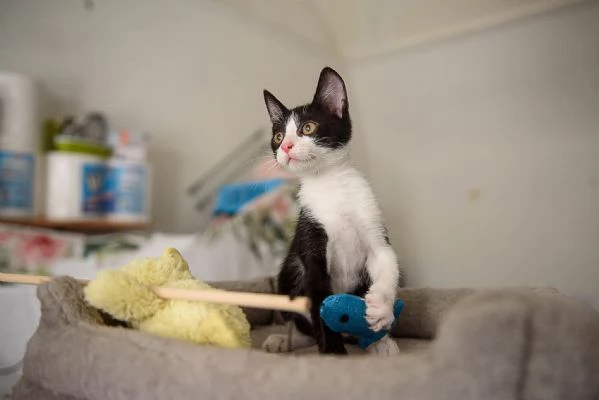 gattini  | Foto 2